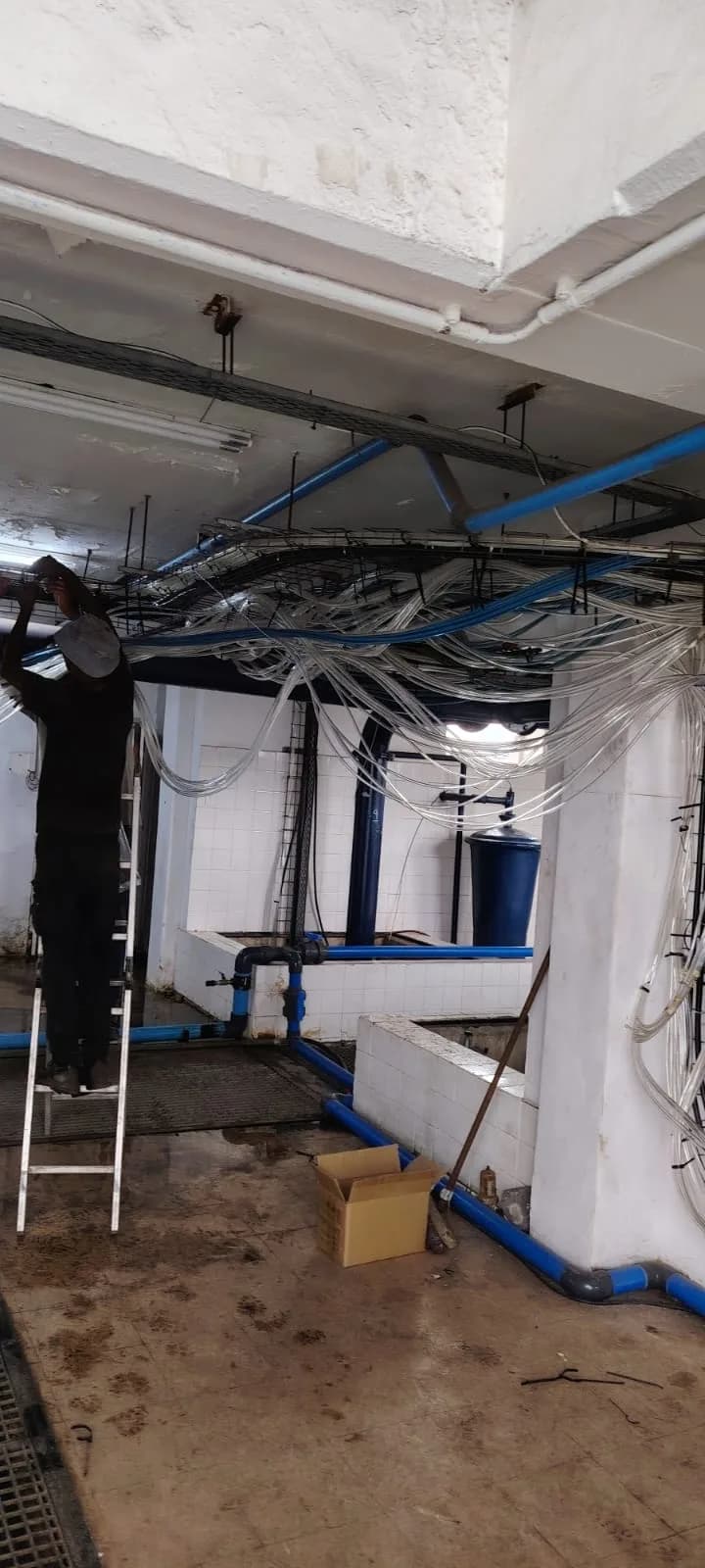 Technician dressing airline looms into the overhead racking above the dosing plant