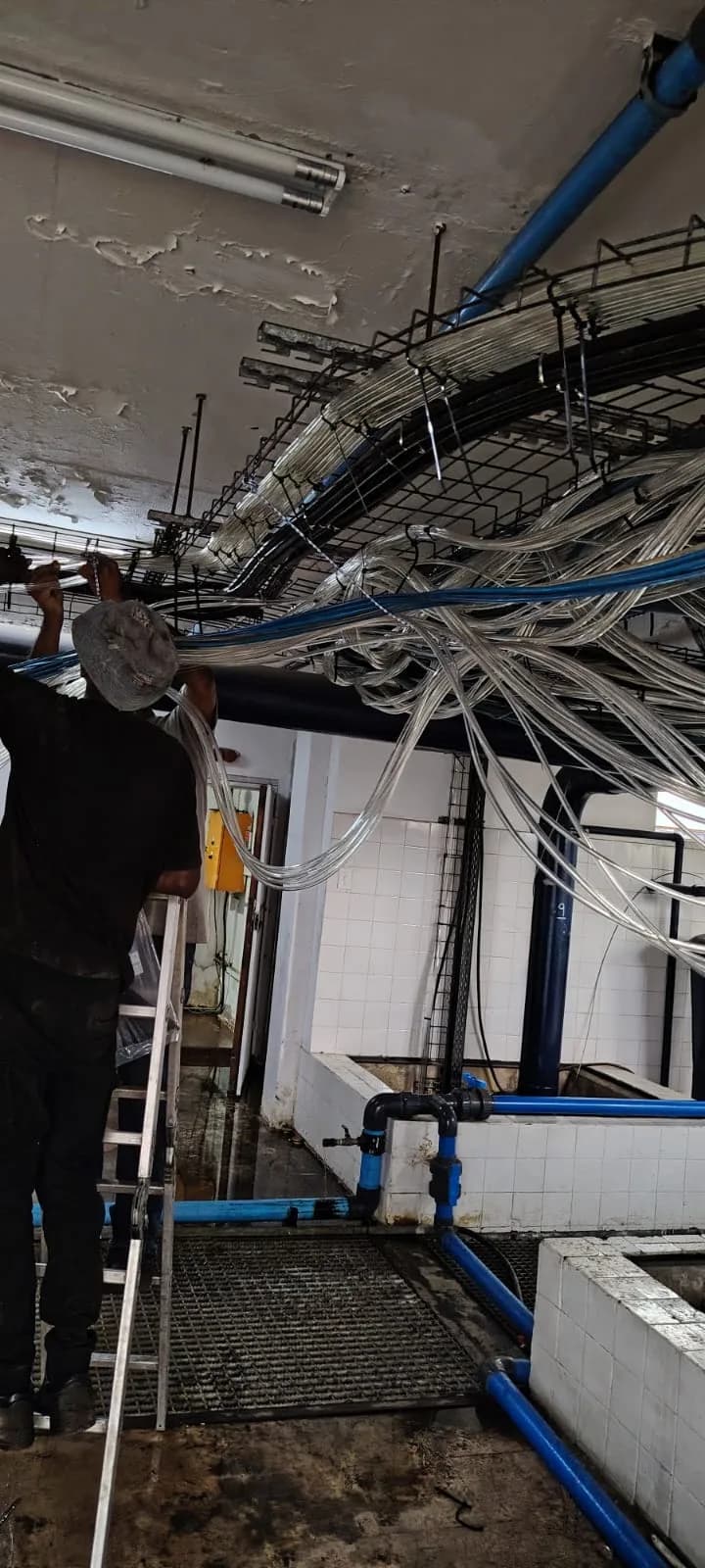 Airline runs fanned across the ceiling while a technician dresses them into the trays